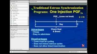 Estrus Synchronization in Heifers and Cows [upl. by Gnoh250]