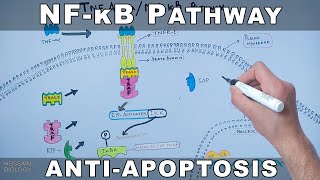 NFκB Pathway  Cell Survival Pathway [upl. by Sirapal355]