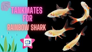 Tank Mates For Rainbow Shark [upl. by Miksen]