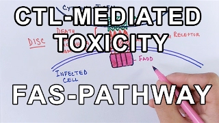 Mechanism of CELL MEDIATED TOXICITY [upl. by Ayotna]