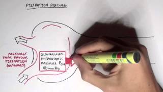 Nephrology  Glomerular Filtration [upl. by Enia]