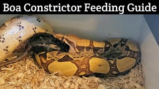 Boa Constrictor Feeding Guidelines  The Real Deal [upl. by Regazzi]