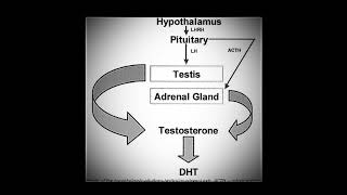 DIHYDROTESTOSTERONE DHT  Binaural Steroids Strong Anabolic Effect Improved Masculinity [upl. by Iden]