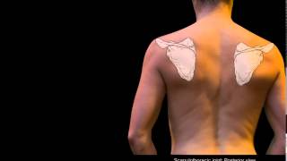 How to Fix a Winged Scapula [upl. by Struve441]