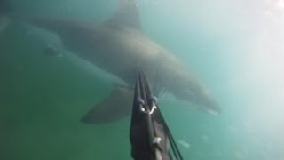 College Student Survives a Charging Shark By Stabbing It With Spear Gun [upl. by Nawotna]