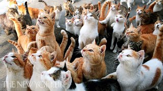 Why Humans Are Obsessed with Cats  Annals of Obsession  The New Yorker [upl. by Laekim]