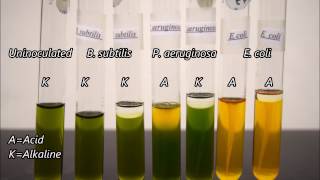 Microbiology Oxidation and Fermentation Tests Timelapse [upl. by Nylesaj]