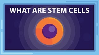 What are STEM CELLS And What Can they Do [upl. by Frohman]