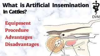 Artificial insemination in cattle  Equipment Procedure Cons amp pros DVM [upl. by Valli]