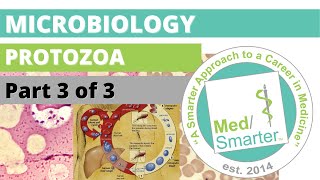 Protozoa  Microbiology  USMLE STEP 1  Part 3 of 3 [upl. by Ailongam]