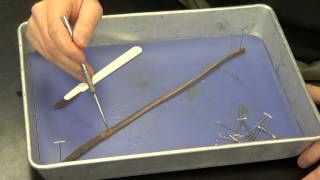 Earthworm Dissection [upl. by Dwight590]