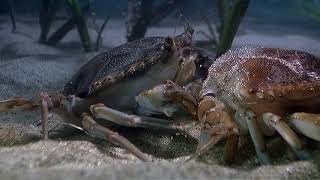 Arthropods  Blue Crab Molting [upl. by Etnuahc]