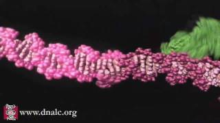 Mechanism of Recombination [upl. by Latrena]