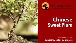 63 How to do Sageretia theezans Chinese Sweet Plum Bonsai [upl. by Sitoel]