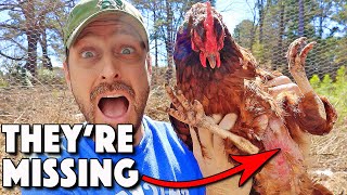 Chickens Molting Or Something Else 9 REASONS Chickens LOSE Feathers And What To Do About It [upl. by Clem]