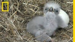 Highlights of Cute Baby Eaglets From DC’s Eagle Cam  National Geographic [upl. by Igenia]