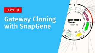 Gateway Cloning with SnapGene [upl. by Mair]