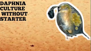 HOW TO CULTURE DAPHNIA NATURALLY WITHOUT A STARTER [upl. by Newra432]