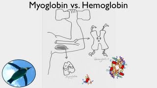 Getting Oxygen Myoglobin vs Hemoglobin [upl. by Wenonah]