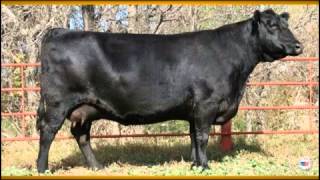 US Beef Industry Overview [upl. by Jelle63]