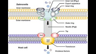 Salmonella typhi Part 2 Pathophysiology TypeIII secretion system symptoms diagnosis treatment [upl. by Attiuqahs560]