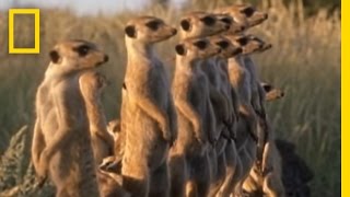 Meerkats vs Puff Adder  National Geographic [upl. by Leor]