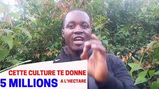 cette culture te donne plus de 5 millions 😲 sur un hectares [upl. by Tikna]