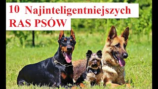 10 Najinteligentniejszych RAS PSĂ“W [upl. by Bentlee]