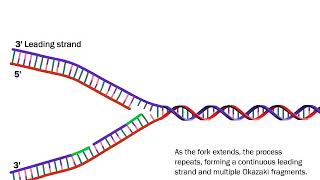 DNA Replication The Process Simplified [upl. by Prakash]