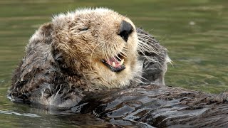 The Sea Otter Cam is otter this world  Monterey Bay Aquarium Live Sea Otter Cam [upl. by Cyprus651]