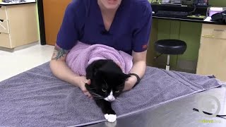 The Purrito Method Feline Towel Restraint [upl. by Bobine371]