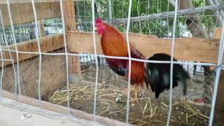 Morning feeding American gamefowl [upl. by Almap428]