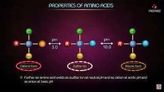 Properties of Amino acids  Medical biochemistry animations [upl. by Angelle]