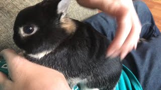 how to SAFELY handle a bunny rabbit netherland dwarf [upl. by Sawtelle]