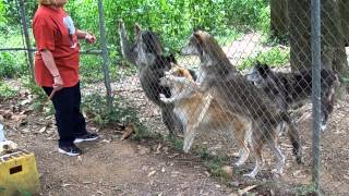 Wolf Sanctuary  Lititz PA [upl. by Atniuq680]