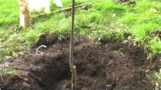 How To Plant Your New Fruit Tree [upl. by El]