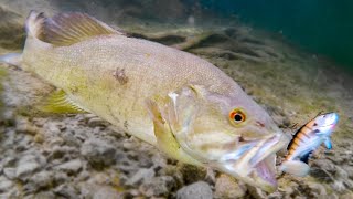 How Fish React To Different Lures Underwater Bite Footage [upl. by Hgielsa]