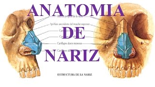 ANATOMÍA DE LA NARIZ [upl. by Verne183]