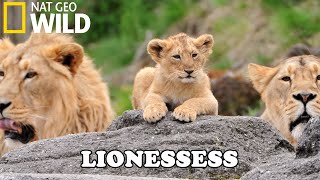 Lion Documentary  New Generation Will They Survive  Wild Life 2020 Full HD 1080p [upl. by Jefferson]