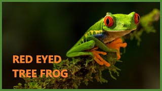 Red eyed tree frog sound  Agalychnis callidryas [upl. by Nirrol295]