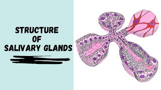 Structure of Salivary Glands [upl. by Nivert]