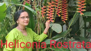 All about Heliconia Rostrata [upl. by Abby]