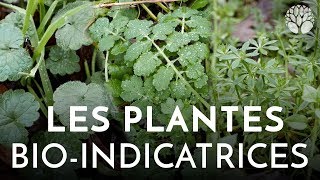 Les plantes bioindicatrices [upl. by Eloc]