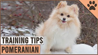 How To Train A Pomeranian  Dog World [upl. by Genia]