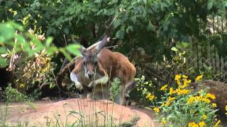 Kangaroo Tail Acts Like An Extra Leg [upl. by Rosco]