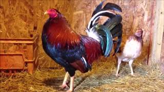 How to Start Gamefowl Breeding 2 [upl. by Nytsirhc]