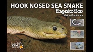 Hook Nosed Sea Snake  වාලක්කඩියා  Documentary Video [upl. by Simons]