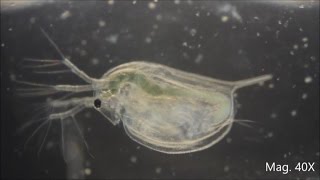 Daphnia magna under the Microscope [upl. by Tewell578]