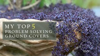 My TOP 5 Ground Covers [upl. by Savinirs870]