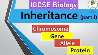 inheritance part 1 Chromosomes genes alleles IGCSE biology [upl. by Imehon]